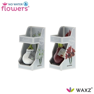 arr4 Amaryllis VH - Wax colorz giftbox