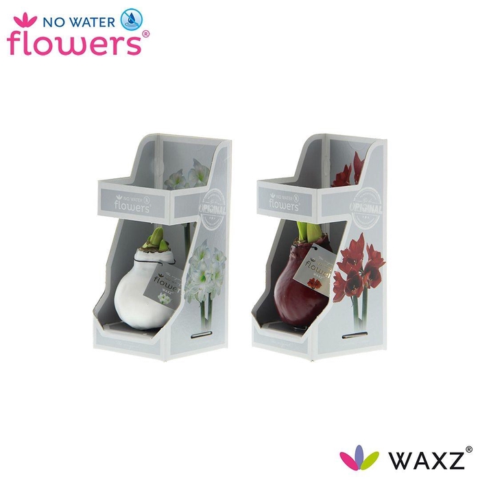 <h4>arr4 Amaryllis VH - Wax colorz giftbox</h4>