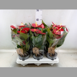 Anthurium andr. 'Everio'
