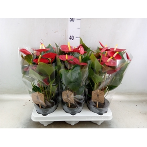 Anthurium andr. 'Everio'