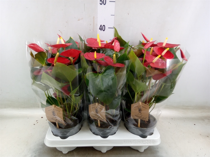<h4>Anthurium andr. 'Everio'</h4>
