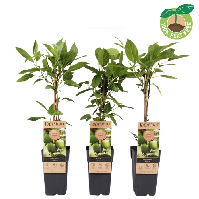 <h4>Actinidia ar. 'Geneva' (Kiwibes, vrl.)</h4>