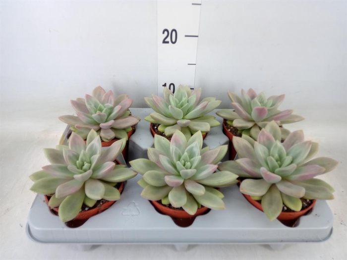 <h4>Succulents   ...</h4>