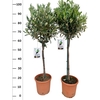 arr8 Olea Europaea