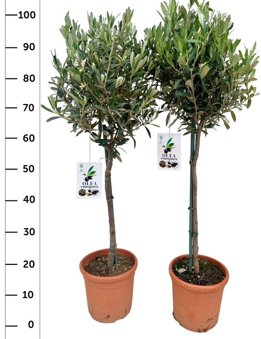 arr8 Olea Europaea