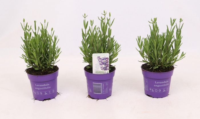 <h4>Lavandula ang. 'Cleo Patio Blue' 10,5 cm</h4>
