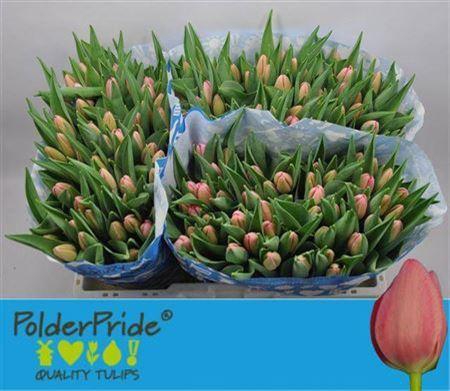 <h4>Tu En Sissi</h4>