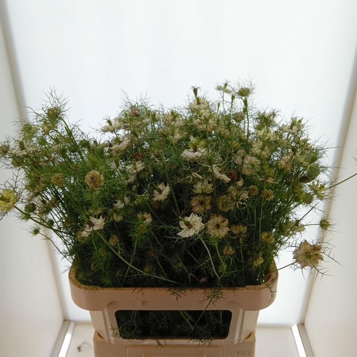 <h4>NIGE POWER WHITE BS</h4>