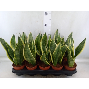 Sansevieria trifa. 'Futura Superba'