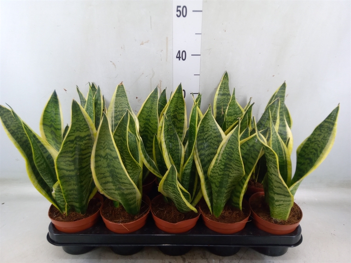 <h4>Sansevieria trifa. 'Futura Superba'</h4>
