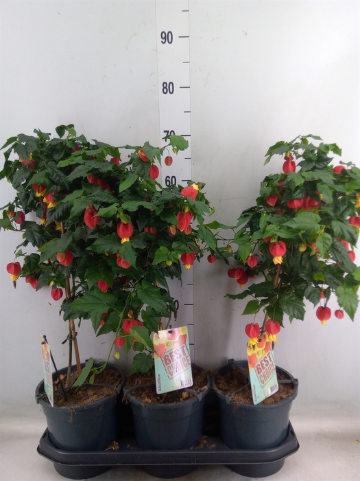 <h4>Abutilon  'Big Bell'</h4>