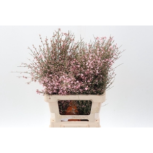 Genista Klb Bs H% Pink