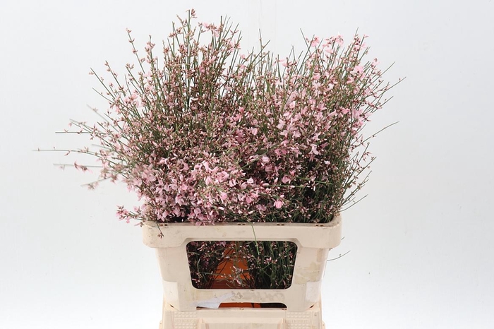 <h4>Genista Klb Bs H% Pink</h4>