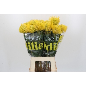 Nutans Ayoba Yellow