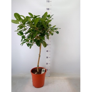 Ficus rubiginosa 'Australis'