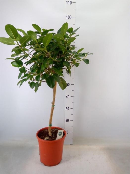 <h4>Ficus rubiginosa 'Australis'</h4>