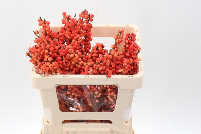 <h4>Ilex Ve Oudij Orange</h4>