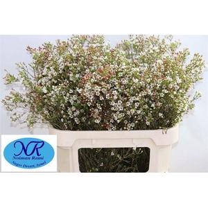 Chamelaucium Blondie