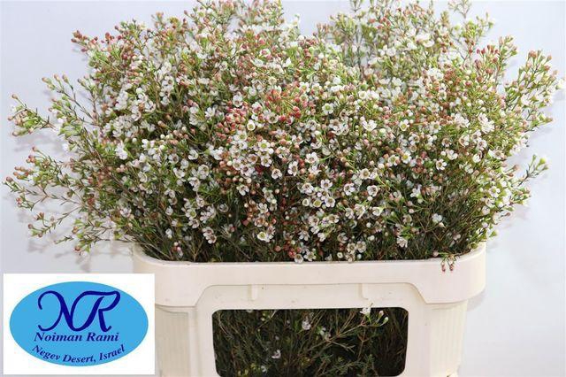 Chamelaucium Blondie