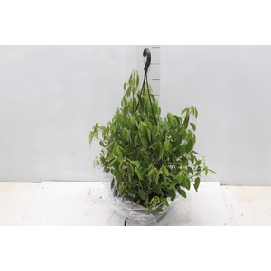 EUPHORBIA CHAMAESYCE KILIMANSCHARO C21 BRANCO