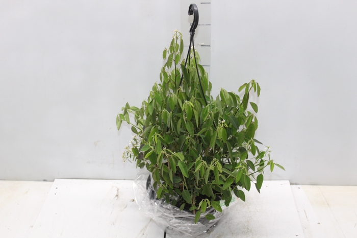 <h4>EUPHORBIA CHAMAESYCE KILIMANSCHARO C21 BRANCO</h4>