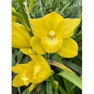 Cymbidium Carioca