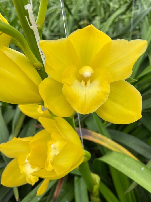 <h4>Cymbidium Carioca</h4>