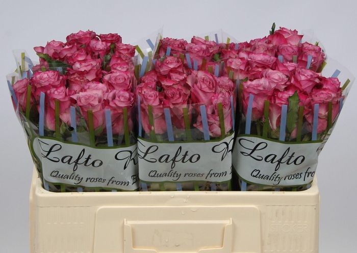 <h4>R GR DEEP PURPLE</h4>