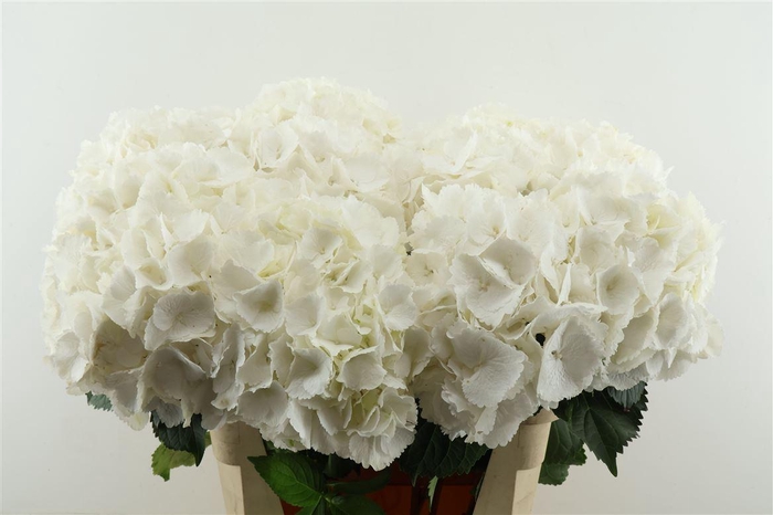 <h4>Hydr M Schneeball 80-23</h4>