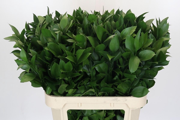 <h4>Ruscus Israel</h4>