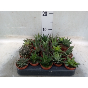 Aloe   ...mix