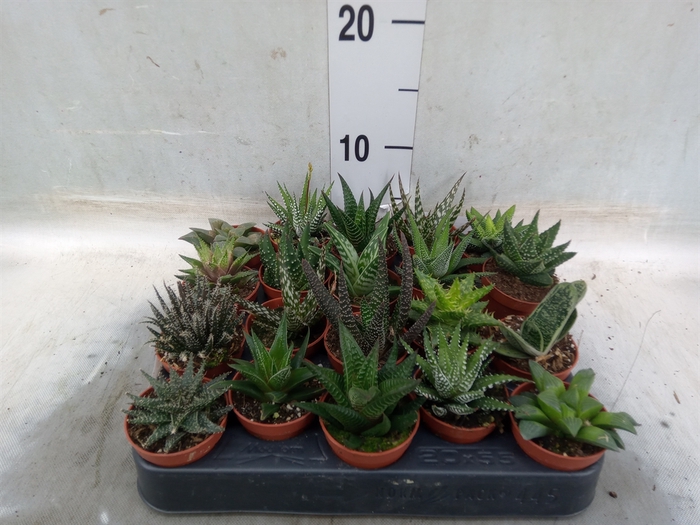 <h4>Aloe   ...mix</h4>