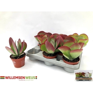KALANCHOE THYRSIFL