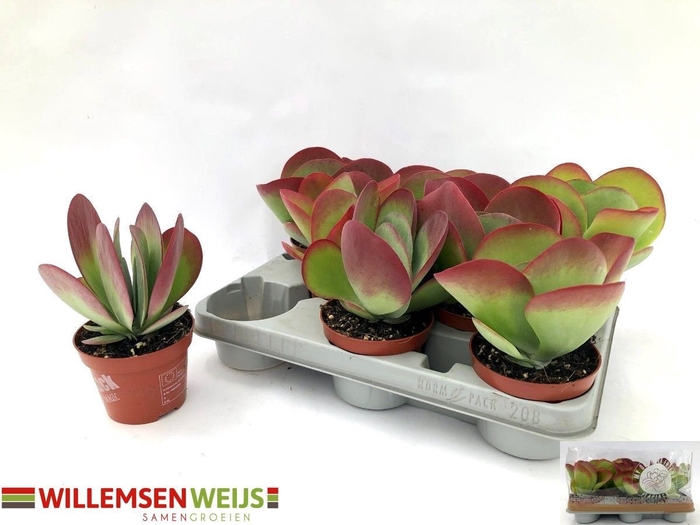 <h4>KALANCHOE THYRSIFL</h4>