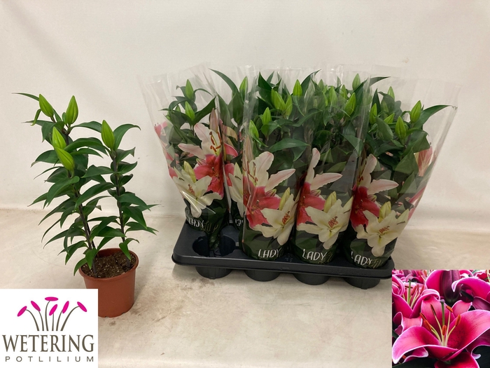 <h4>LIL OR SUNNY KEYS</h4>