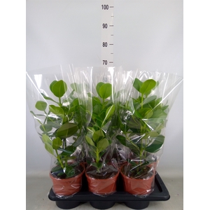 Clusia rosea 'Princess'
