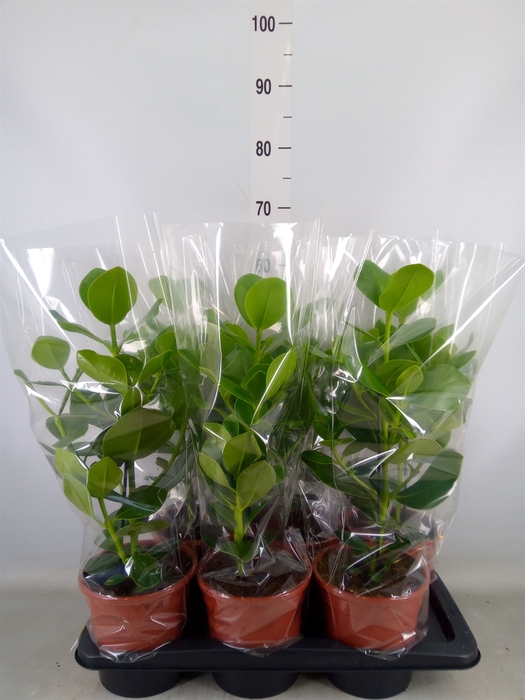 <h4>Clusia rosea 'Princess'</h4>