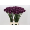 Allium Sphaerocephalon