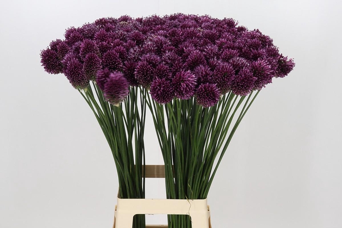 <h4>Allium Sphaerocephalon</h4>