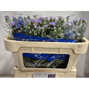 ASTER CASSANDRA 10 GR.