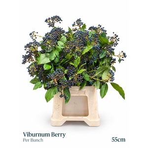 VIBURNUM MET BES BOS