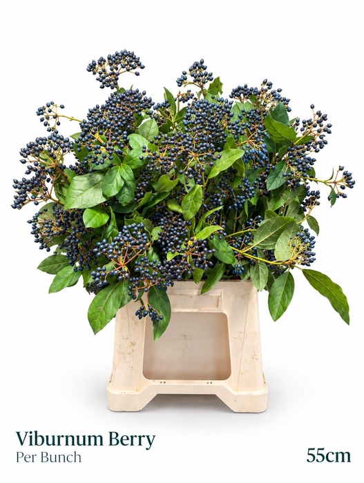<h4>VIBURNUM MET BES BOS</h4>