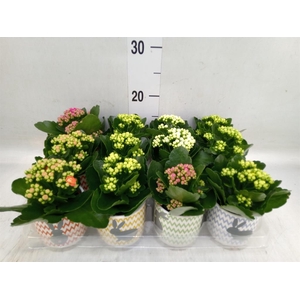 Kalanchoe blos. 'RosDon Collection'