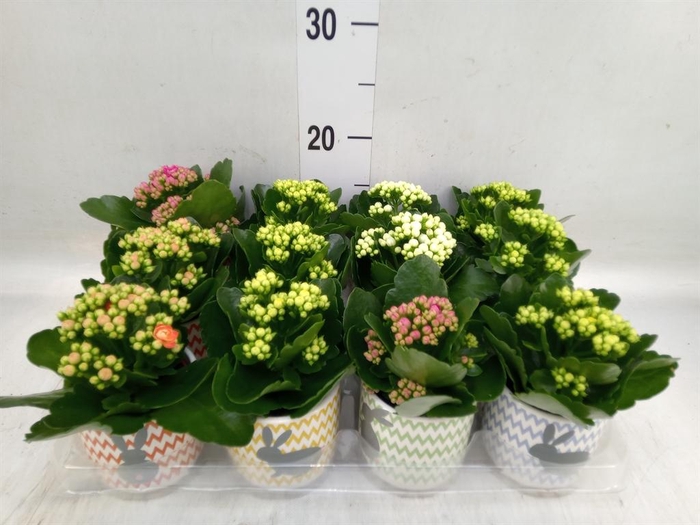 <h4>Kalanchoe blos. 'RosDon Collection'</h4>