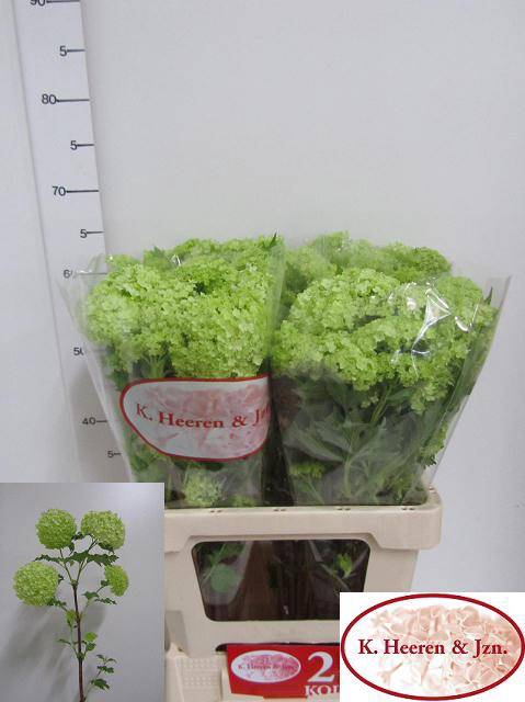 <h4>VIBURNUM ROSEUM ST</h4>