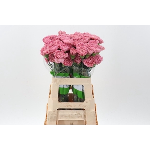 Di St Lege Pink 60cm