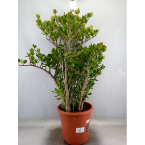 Crassula ovata