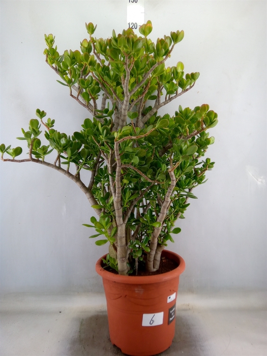 <h4>Crassula ovata</h4>