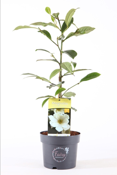 <h4>Magnolia</h4>