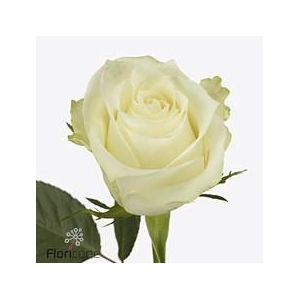 Rosa large albatros